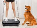 Vibrotone™: Whole Body Vibration Fitness Platform