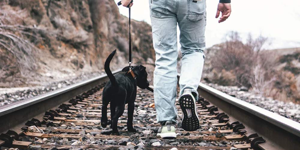 Leash Training: Stop Pulling on the Leash