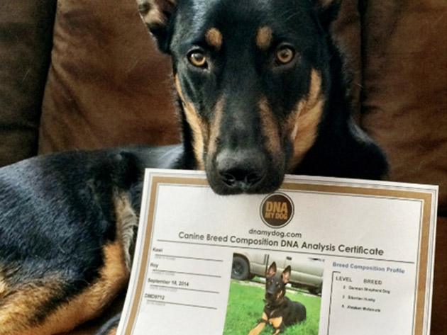 DNA My Dog Breed Identification Test