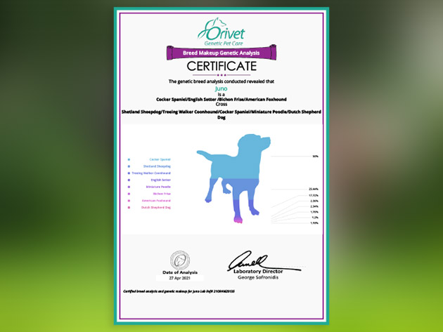 Orivet Dog DNA Test Kit: Dog Breed, Heritable Health Risks & Life Plan