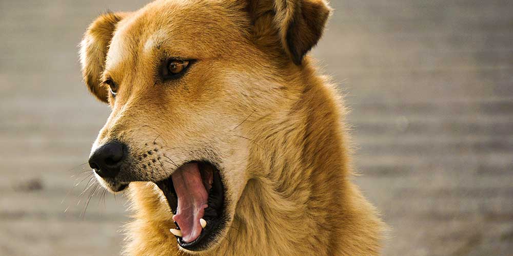Dog Training: Stop Dog Attacks: Easy Dog Training Methods