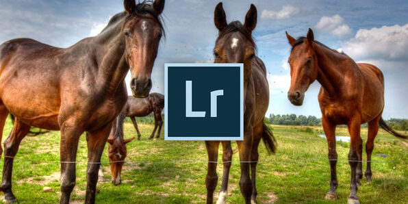 Adobe Lightroom For Beginners - Product Image