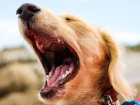 Dog Training Course: Stop Dog Barking - Product Image