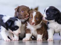 Puppies: A-Z Guide To Puppy & Dog Training - Product Image