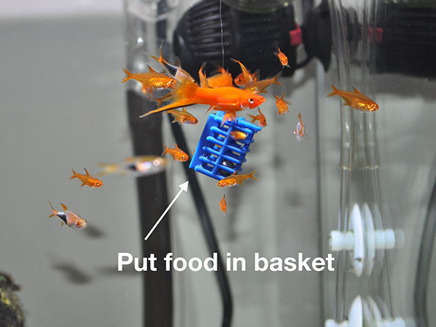 Life Aquatic Fish Feeder Frank with Cage