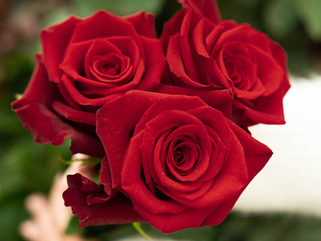 Holiday Gifting Special: Get 24 Long-Stem Roses for $34.99 Shipped!