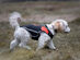 Heated Dog Vest with 5V Rechargeable Dual Port USB Battery (Large)