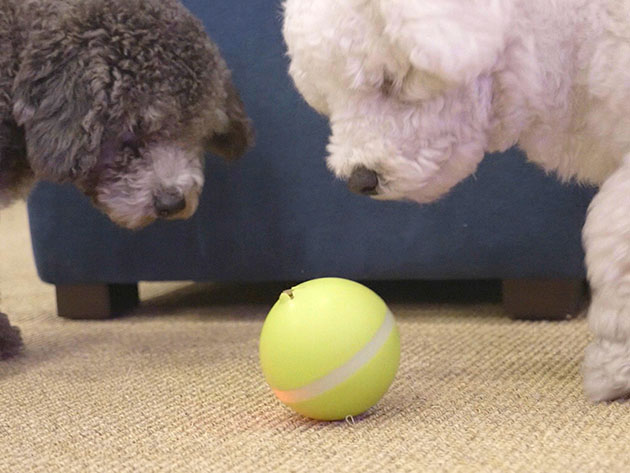 Wicked Ball: Interactive Dog Toy (Green)