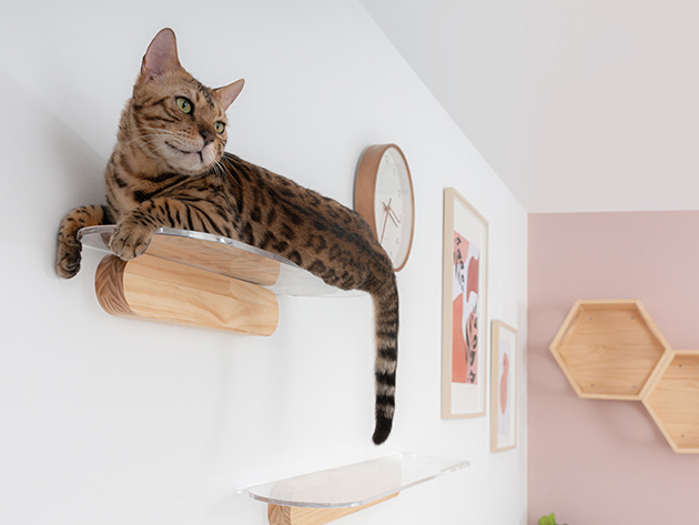 MyZoo 24" Oblong Clear Acrylic Floating Cat Shelf