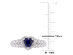 1/2 Carat (ctw) Lab Created Blue Sapphire Heart Promise Ring in 10K White Gold with Diamonds - 9