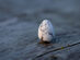 Thinking Egg - Howlite Stone | Calming
