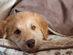 BuddyRest Soothe™ Anti-Anxiety Weighted Dog Blanket (Mocha/XL)