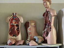 Introduction to Anatomy & Physiology Bundle