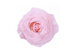 Chounette Preserved Roses Combo Set: 1 Rose in Mini Round Box + 4 Roses in Square Velvet Box