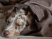 BuddyRest Soothe™ Anti-Anxiety Weighted Dog Blanket (Mocha/Medium)