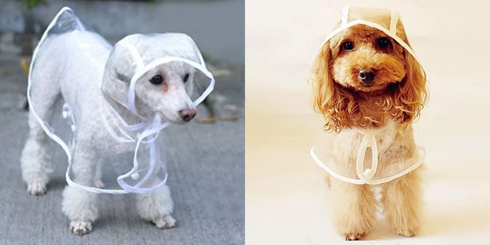 puppies in a coat