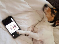 Relax My Dog Video Streaming: 2-Yr Subscription - Product Image