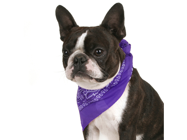 Qraftsy Paisley Cotton Pack of 6 Dog Bandana Triangle Shape  - Fits Most Pets - Purple